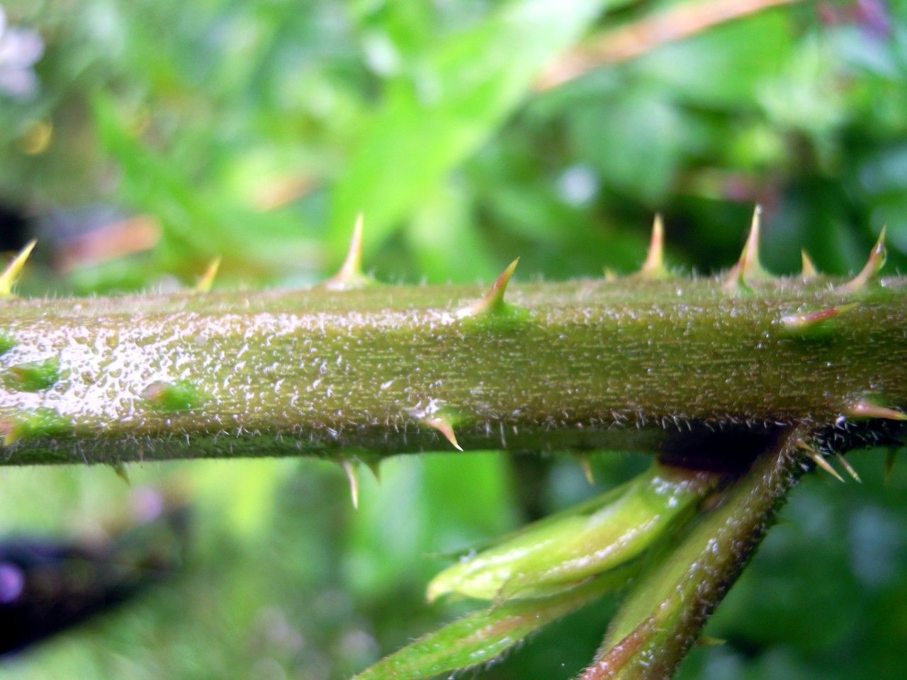 Rubus bartonii bark