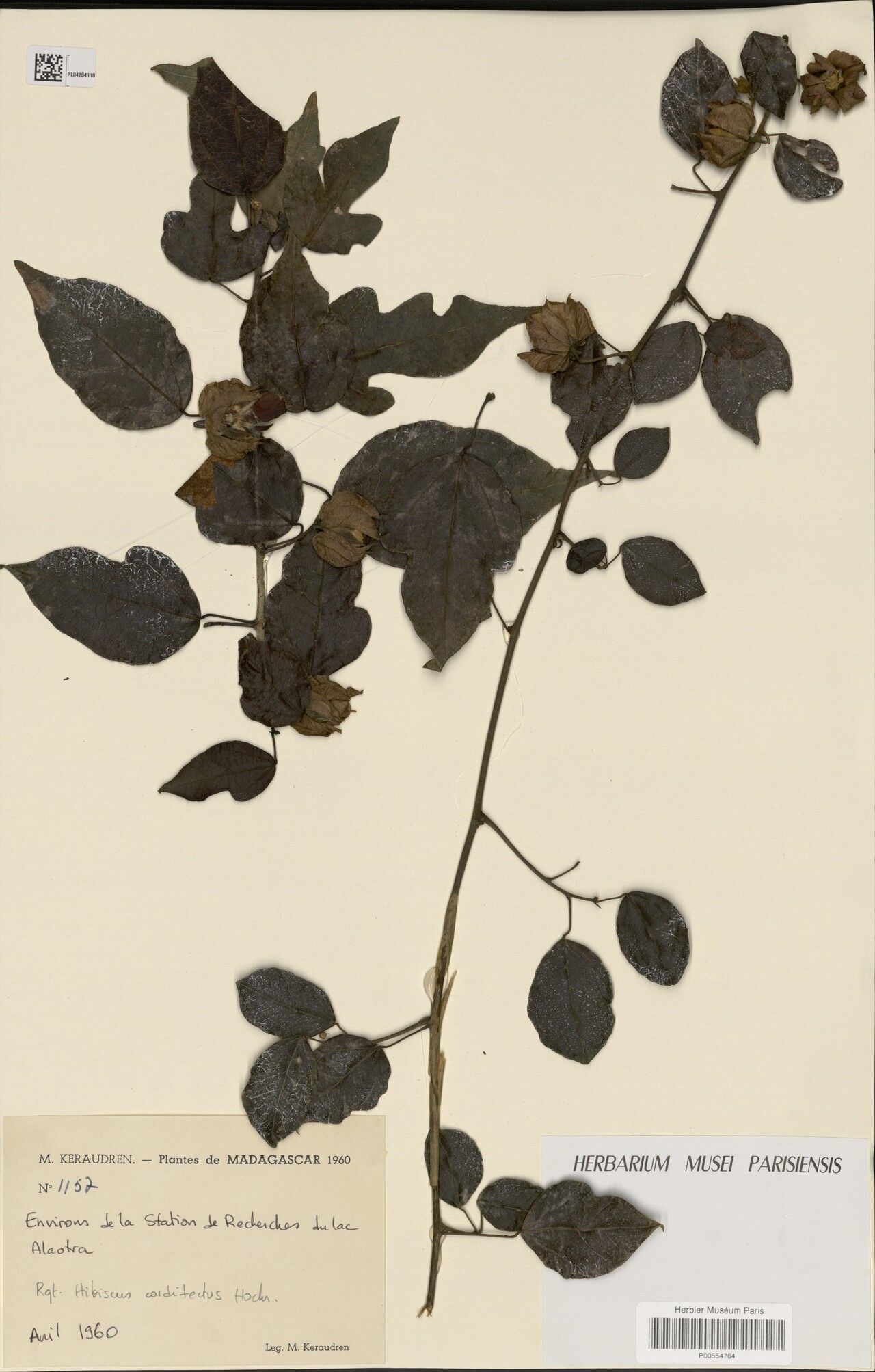 Hibiscus corditectus — houseplant care guide