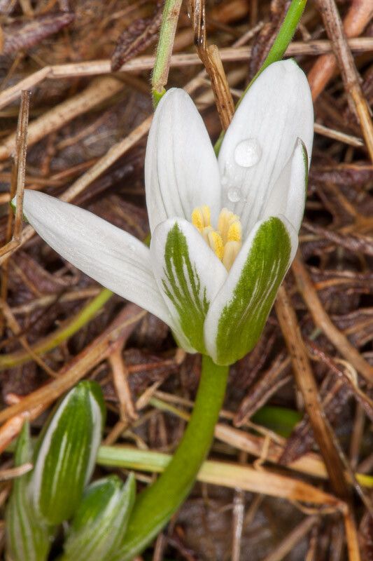 Ornithogalum corsicum — houseplant care guide
