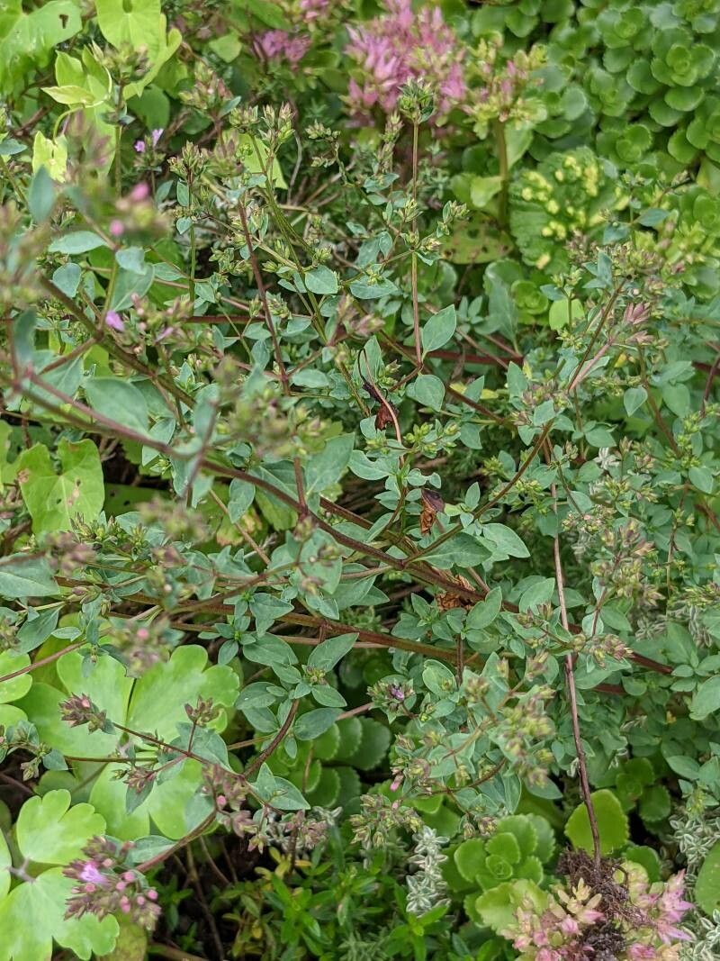 Origanum laevigatum habit