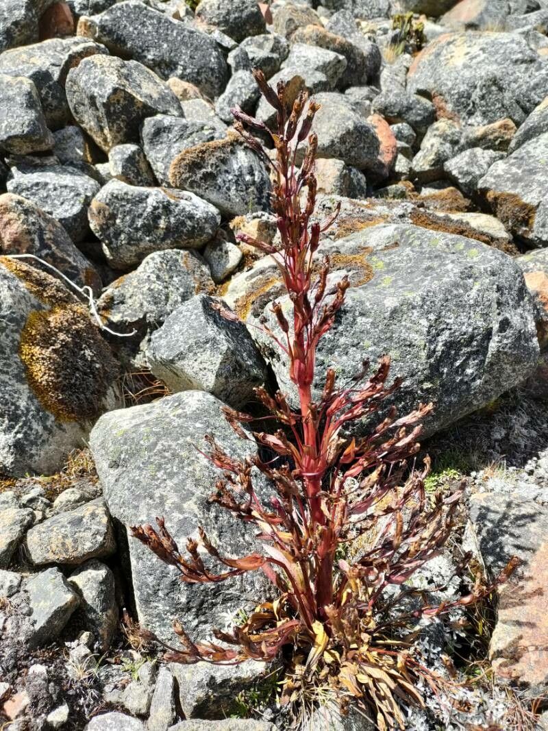 Gentianella weberbaueri habit