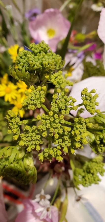 Polytaenia texana flower