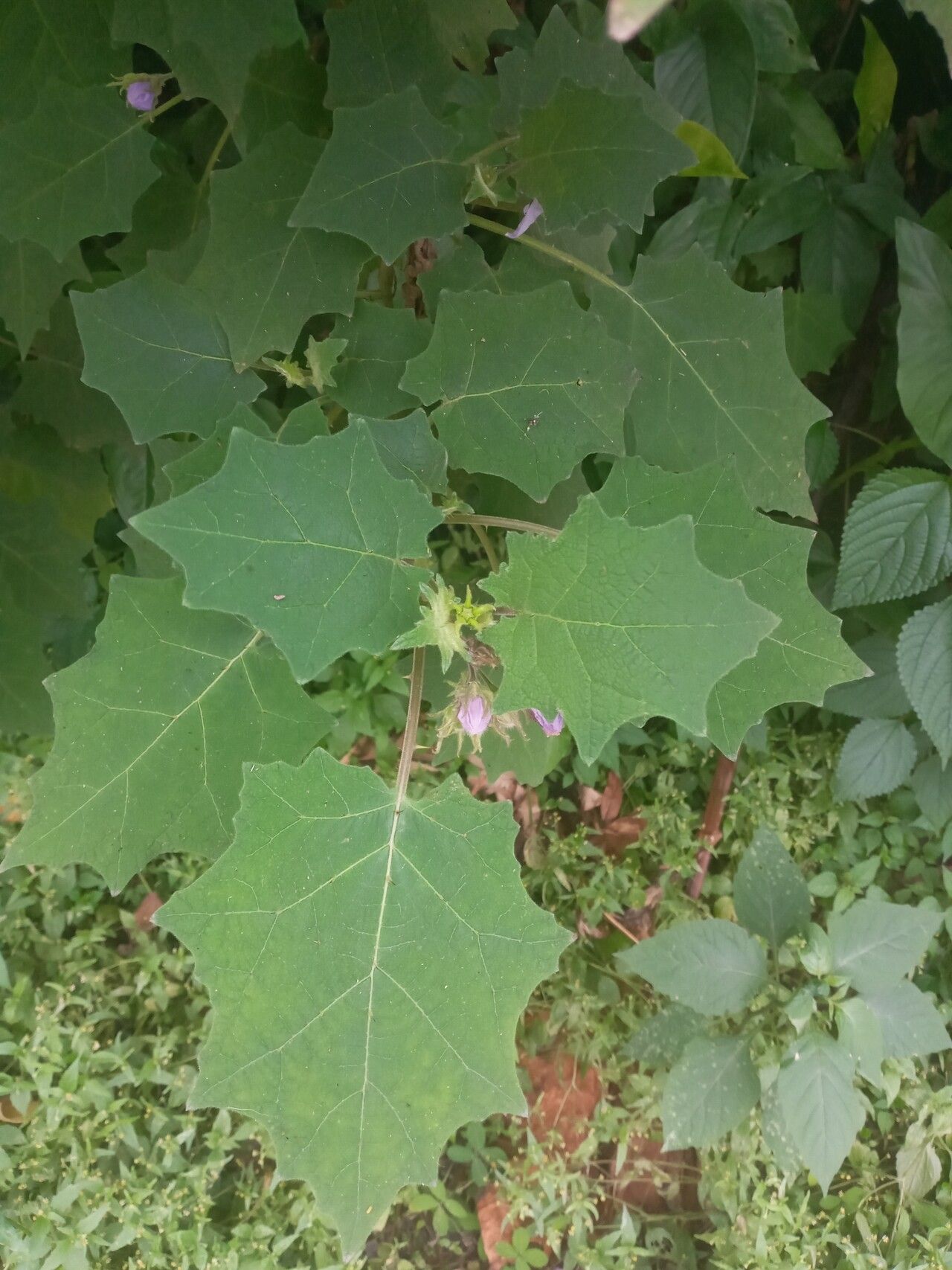 Solanum sublentum — houseplant care guide