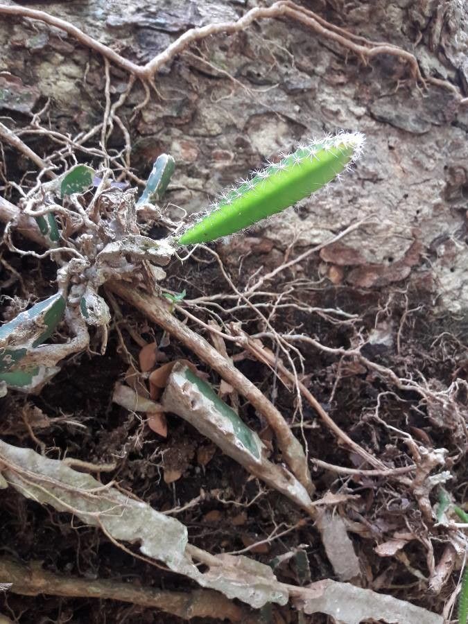 Selenicereus costaricensis — search result for 'Hylocereus'