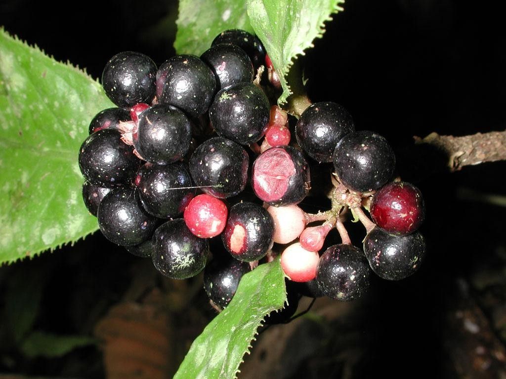 Ardisia pellucida fruit