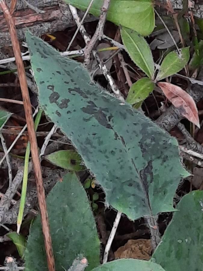 Hieracium jaubertianum leaf