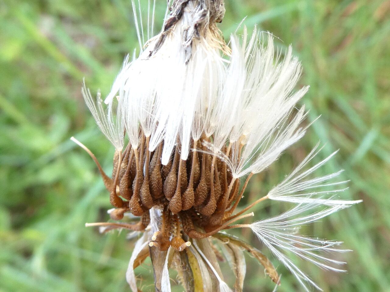 Urospermum picroides fruit