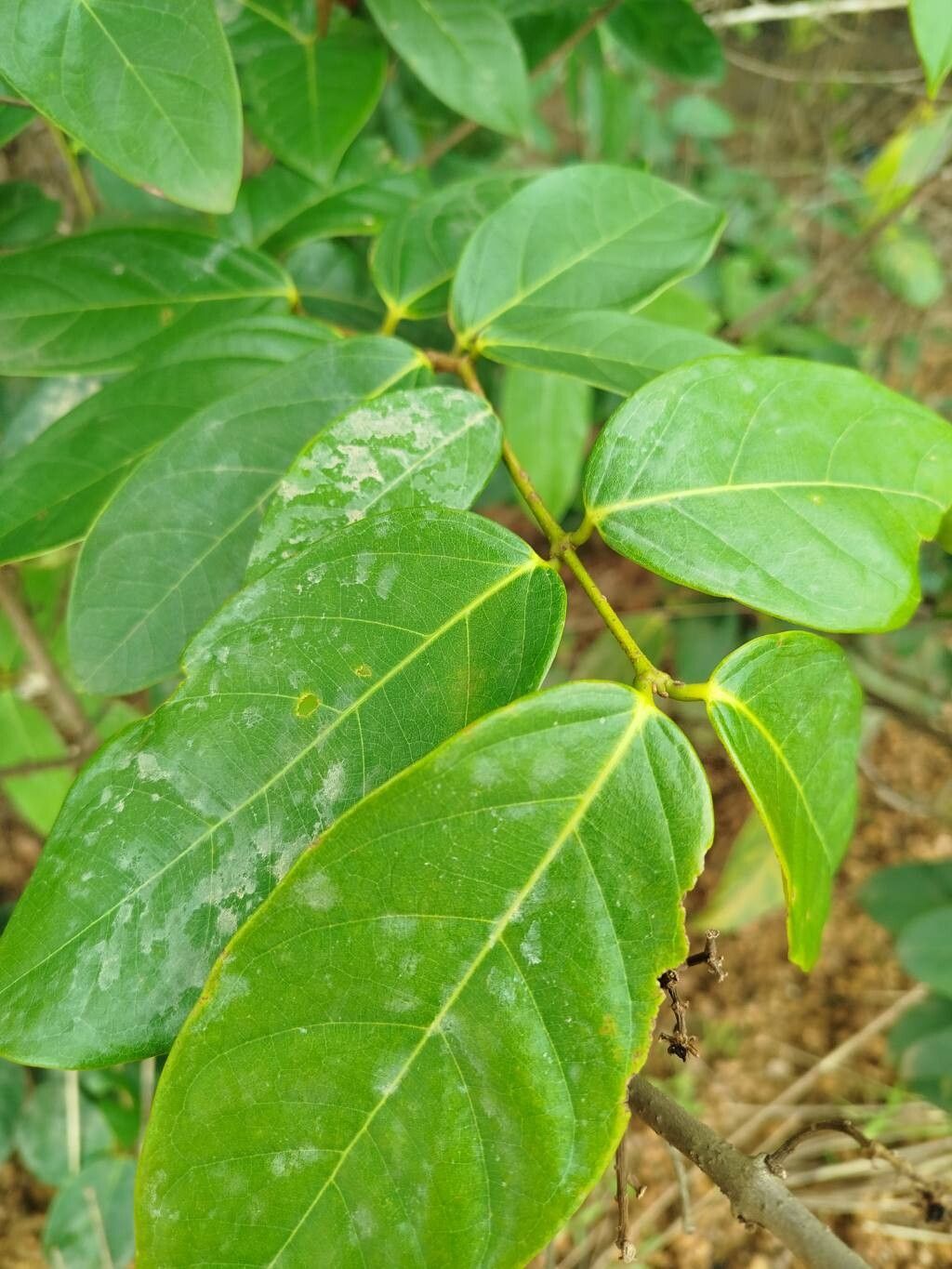 Heteropterys leona — houseplant care guide