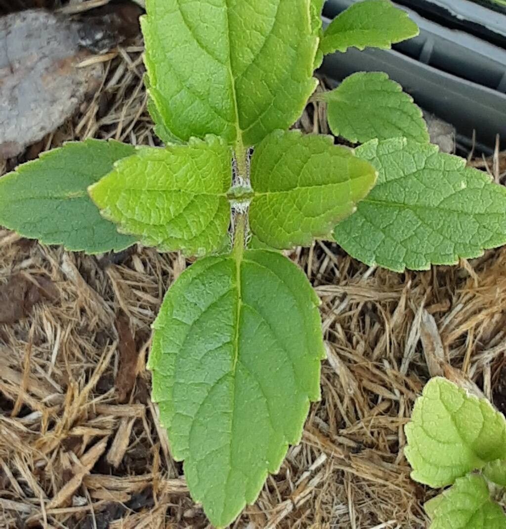 Nepeta manchuriensis leaf