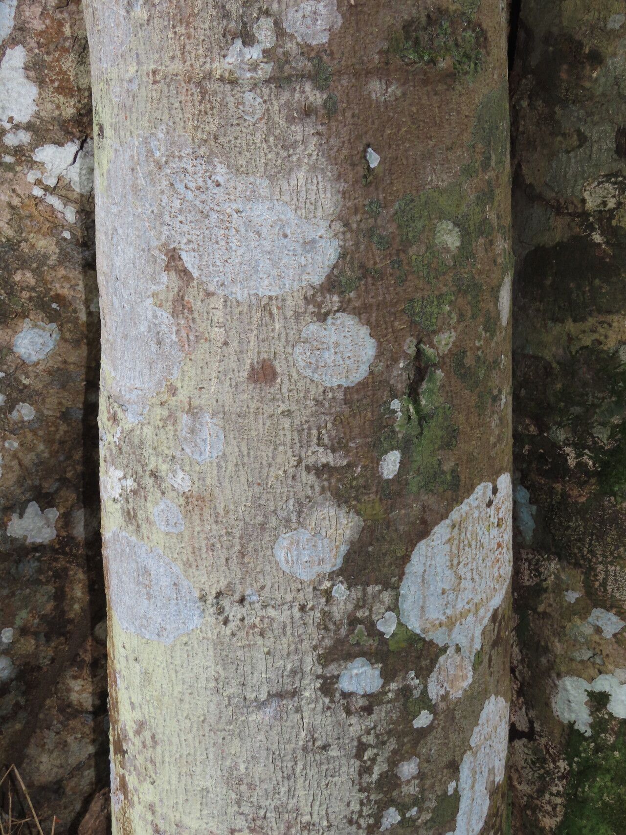 Jacaratia dolichaula bark