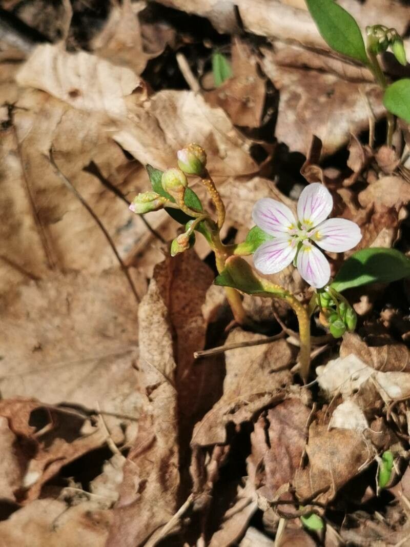 Claytonia caroliniana flower
