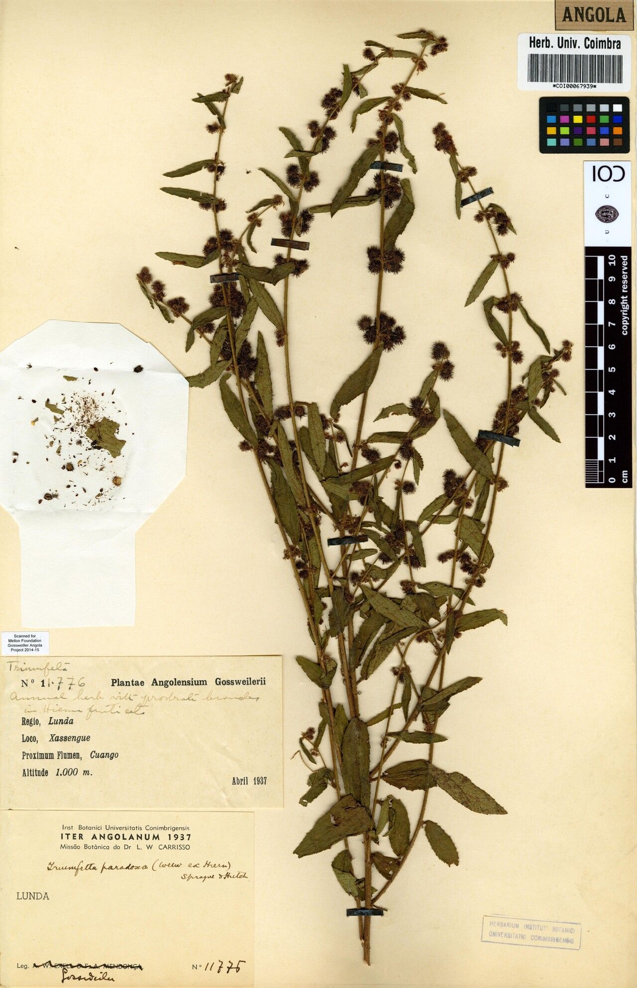 Triumfetta paradoxa — houseplant care guide