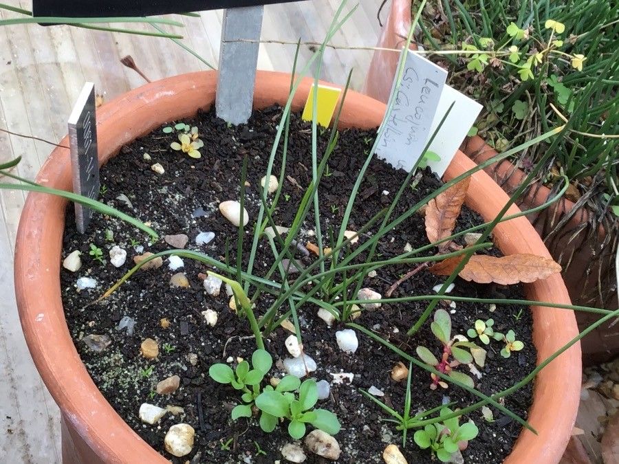 Acis valentina — search result for 'Amaryllidaceae'