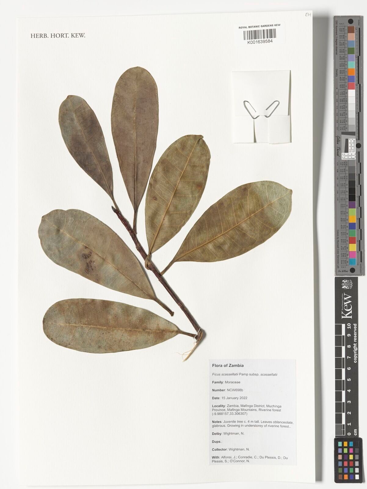 Ficus scassellatii — houseplant care guide