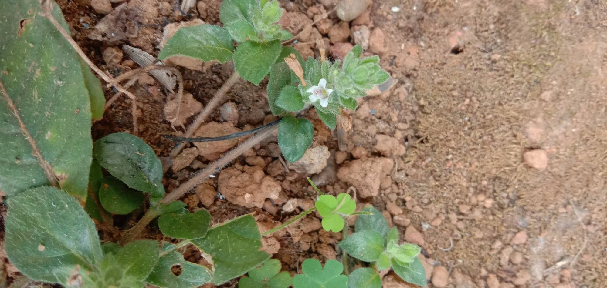 Staurogyne spatulata flower