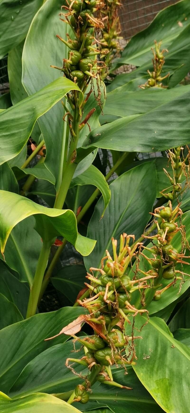 Roscoea praecox habit