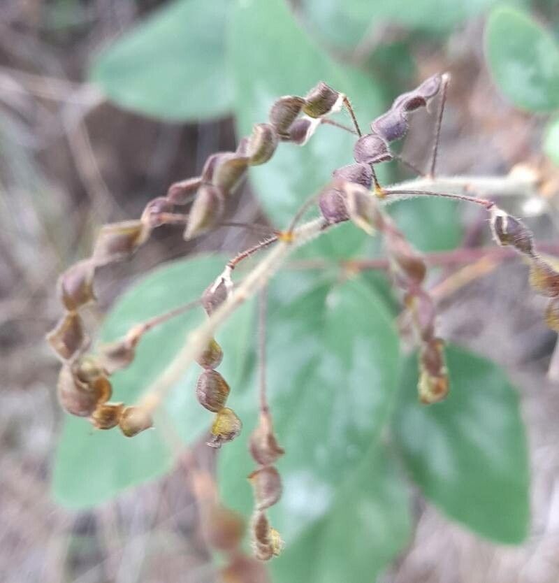 Desmodium tortuosum fruit