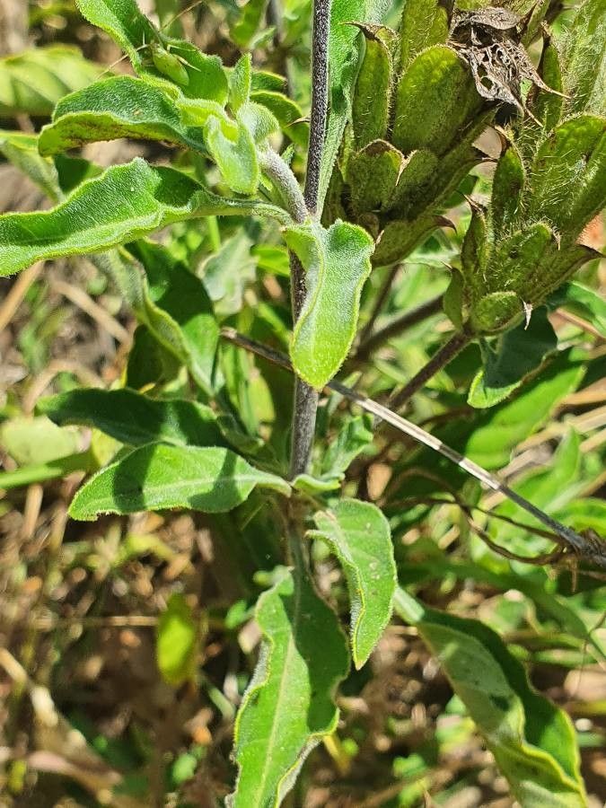 Crossandra massaica — search result for 'Crossandra'