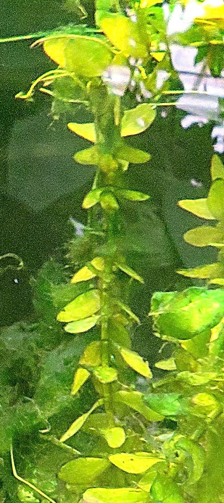 Ludwigia repens leaf