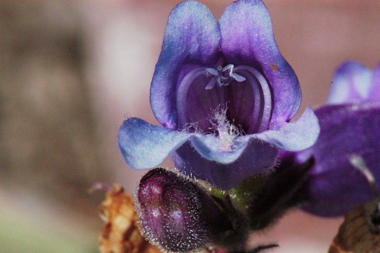 Penstemon rattanii flower
