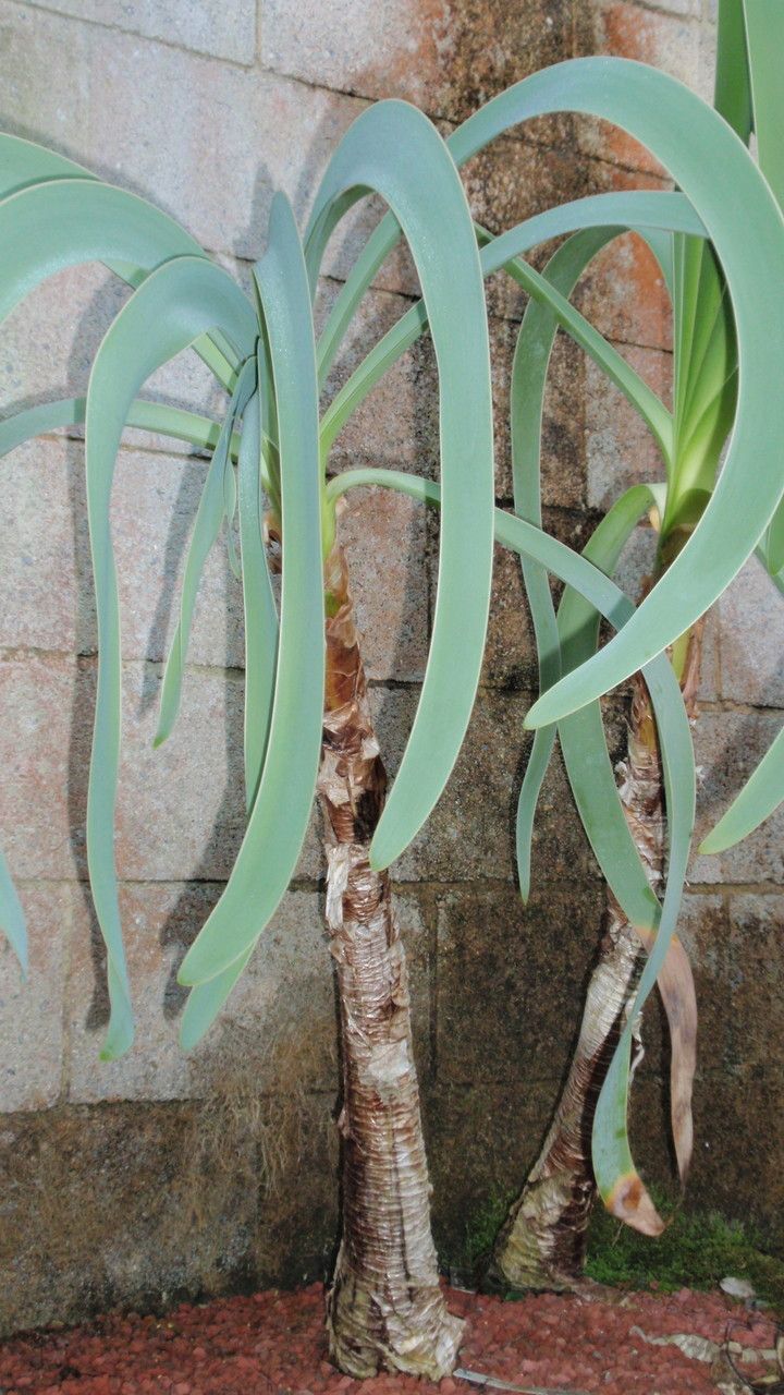 Worsleya procera — search result for 'Amaryllidaceae'