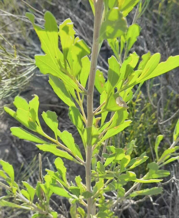 Tessaria absinthioides leaf