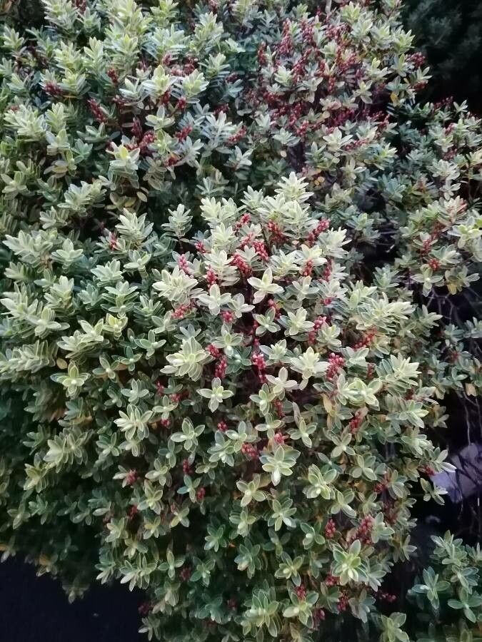 Hebe brachysiphon — related species from the same genus