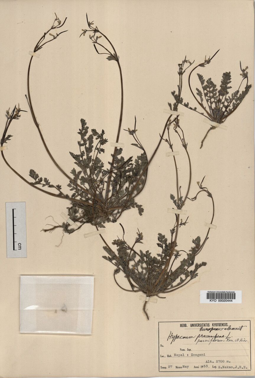 Hypecoum leptocarpum — related species from the same genus