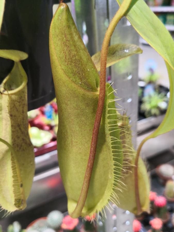 Nepenthes truncata flower