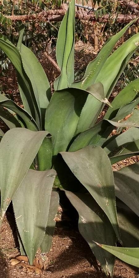 Agave shaferi — search result for 'Agave'