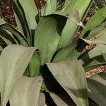 Agave shaferi