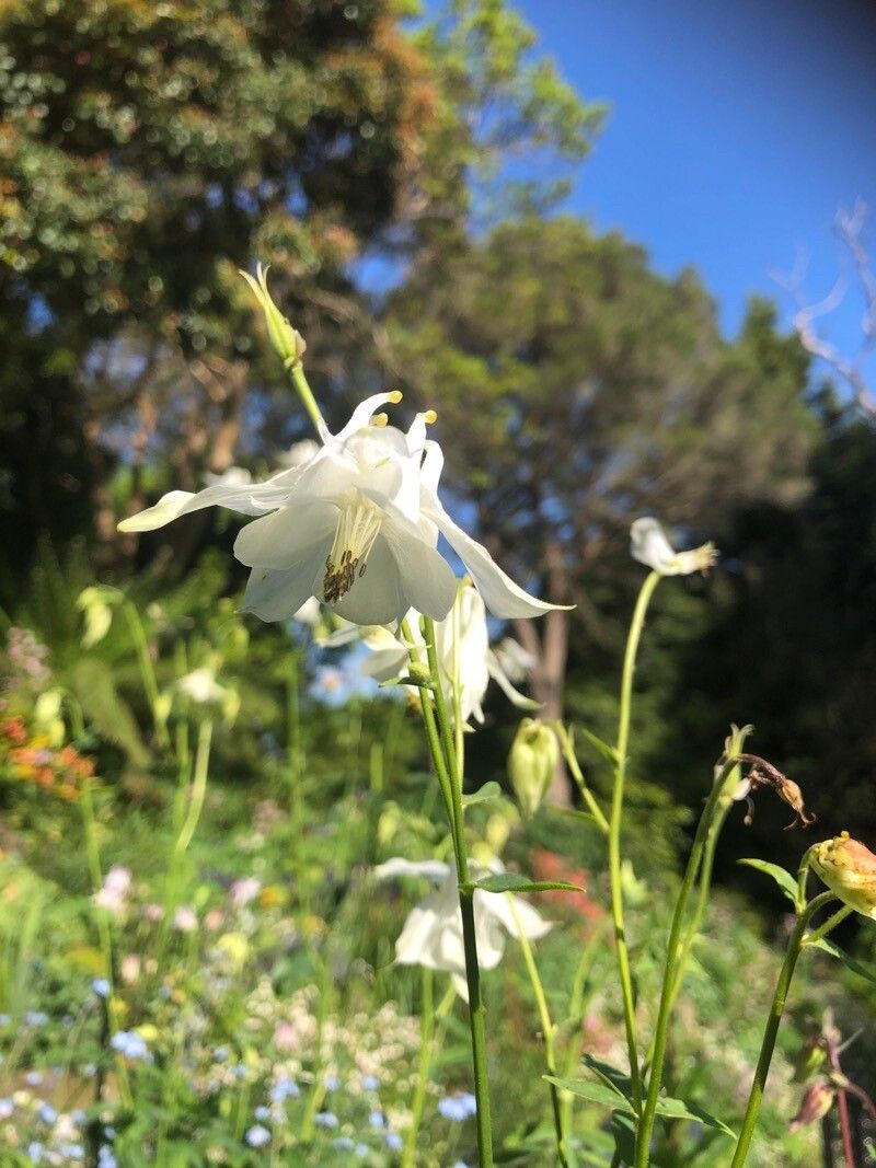 Aquilegia coerulea — search result for 'Aquilegia'