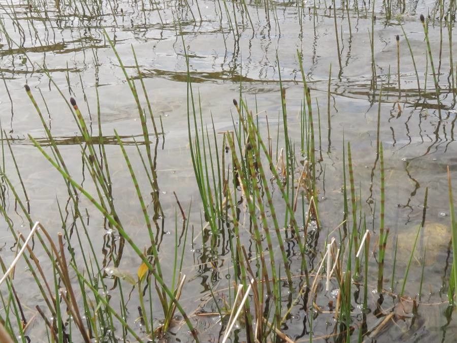 Equisetum fluviatile leaf