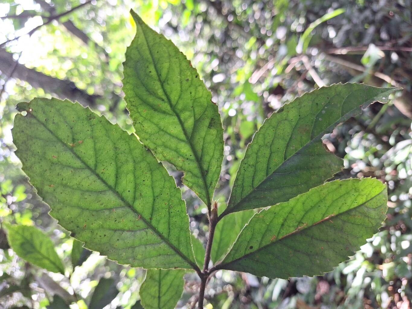 Cassipourea ruwensorensis — search result for 'Cassipourea'