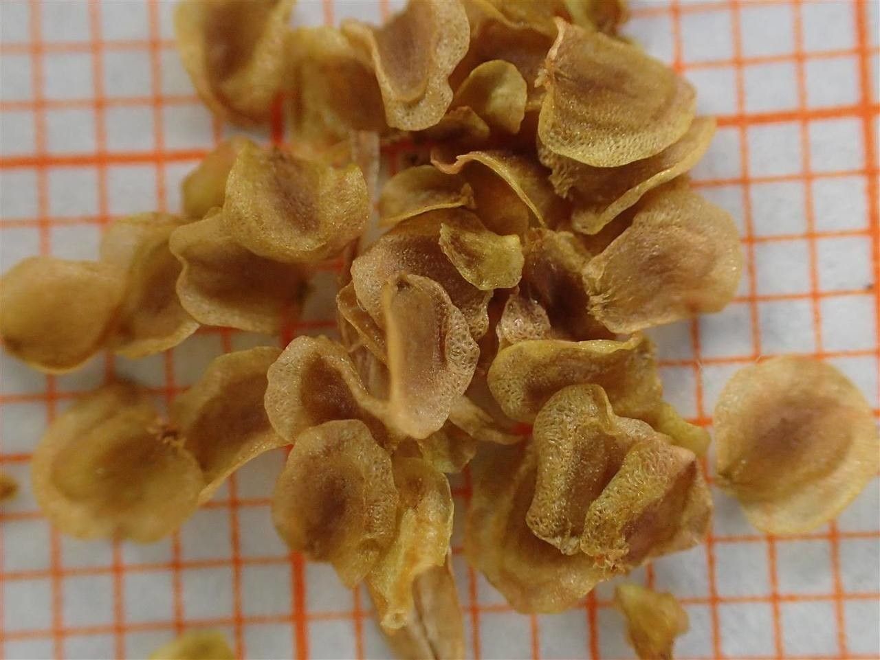 Gentiana punctata fruit