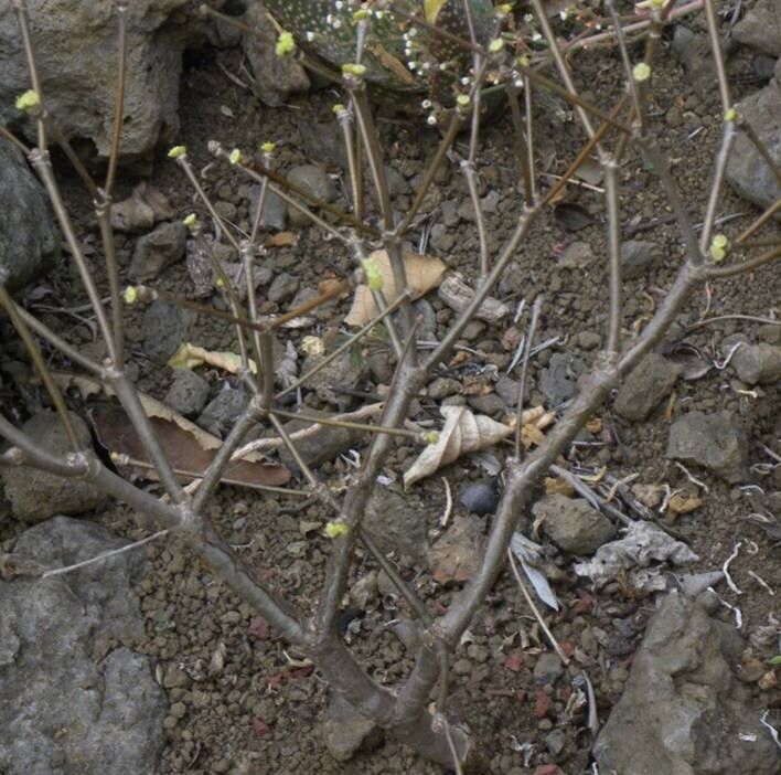 Euphorbia juttae — houseplant care guide