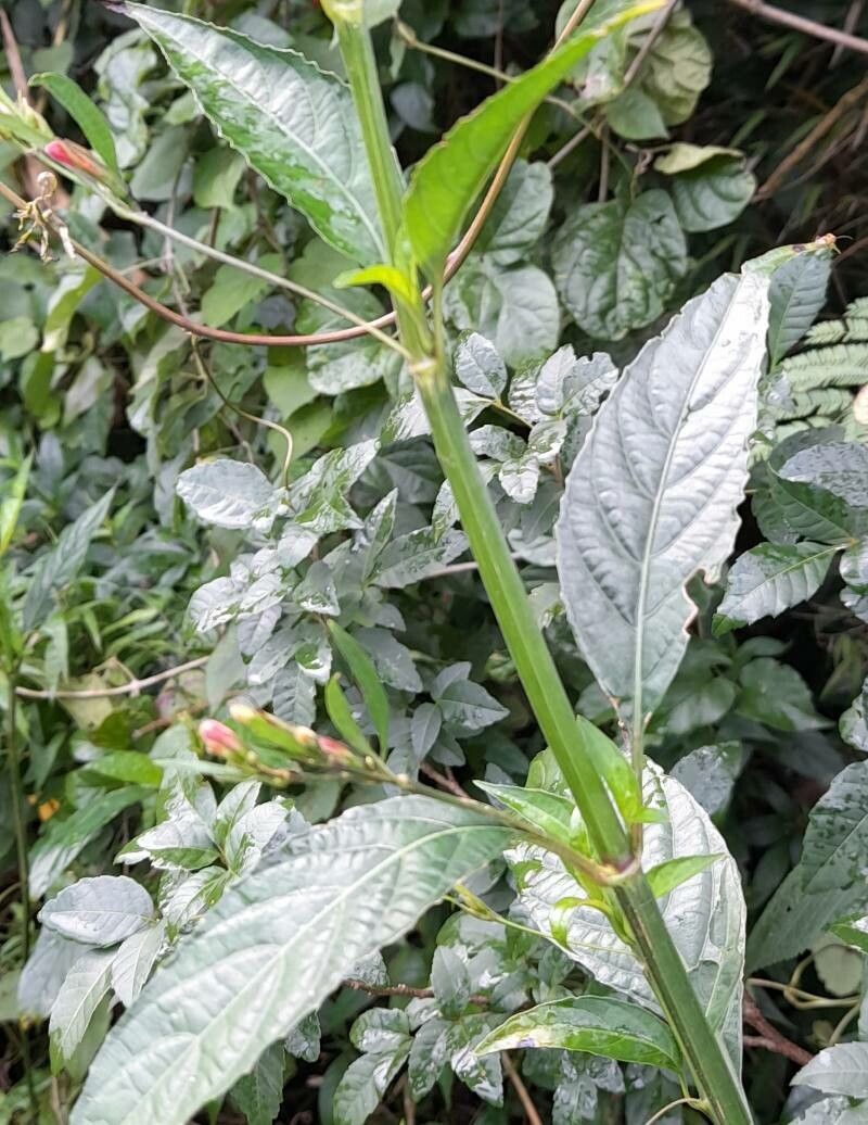 Ruellia angustiflora leaf