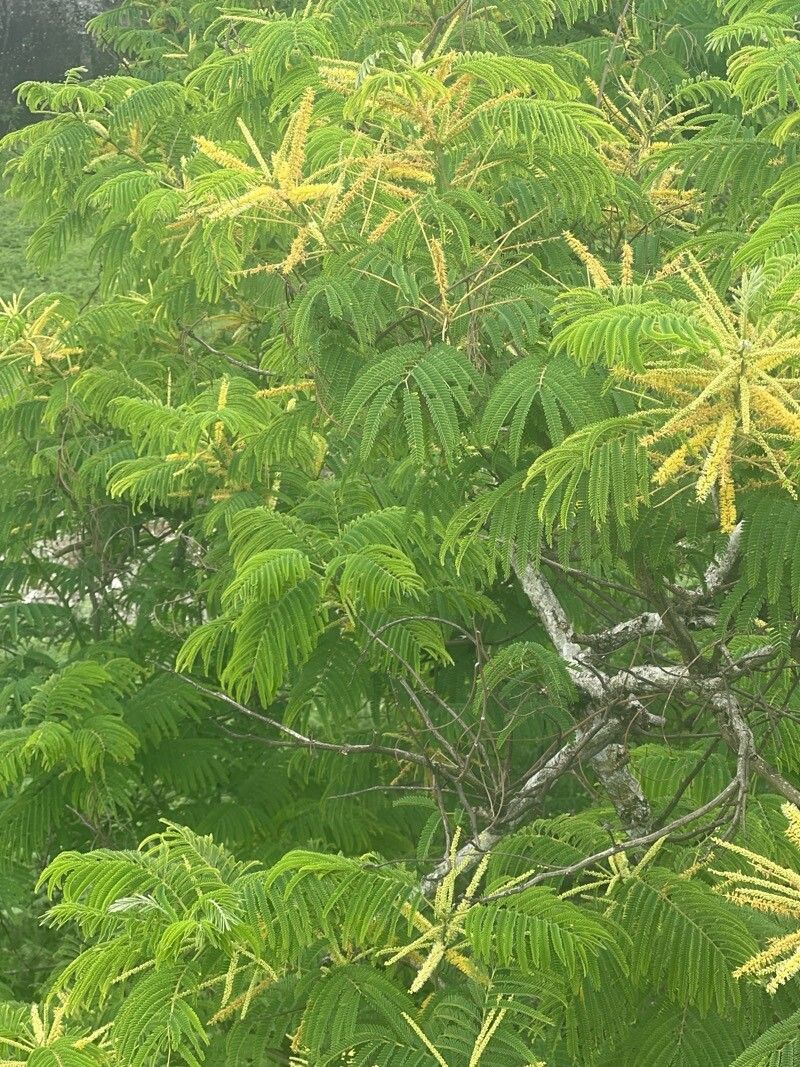 Senegalia ataxacantha — search result for 'Benin'