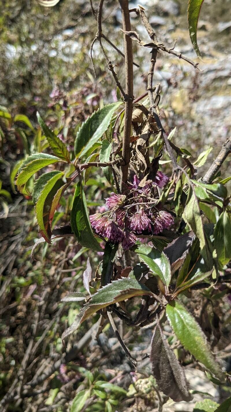 Chromolaena verbenacea leaf
