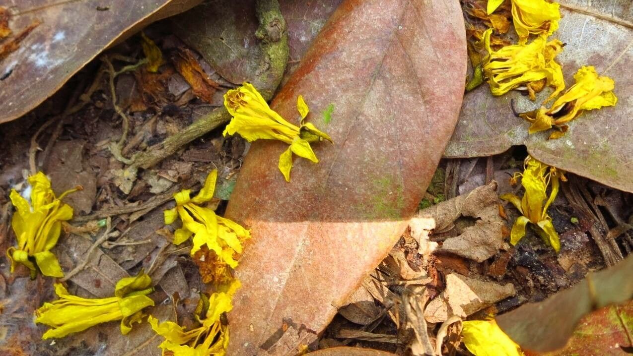 Handroanthus ochraceus flower