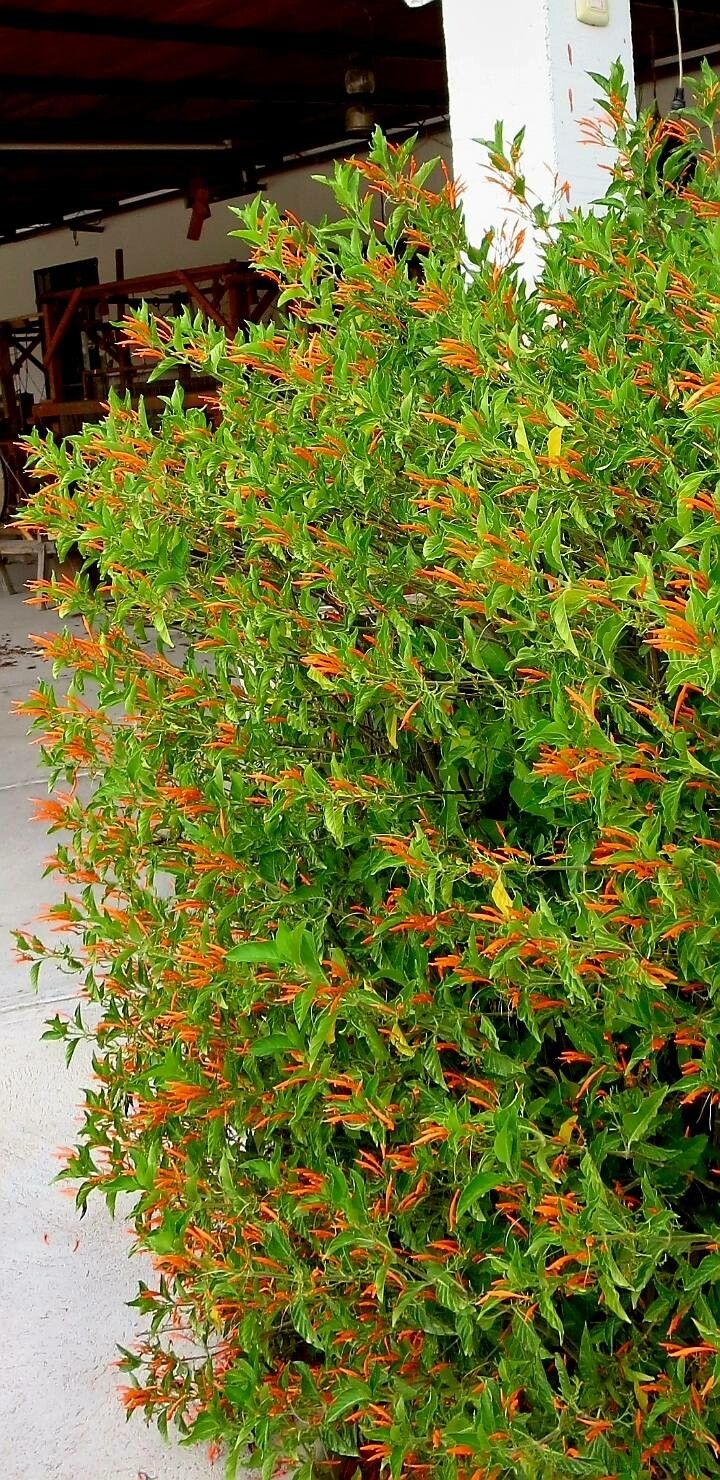 Justicia spicigera leaf