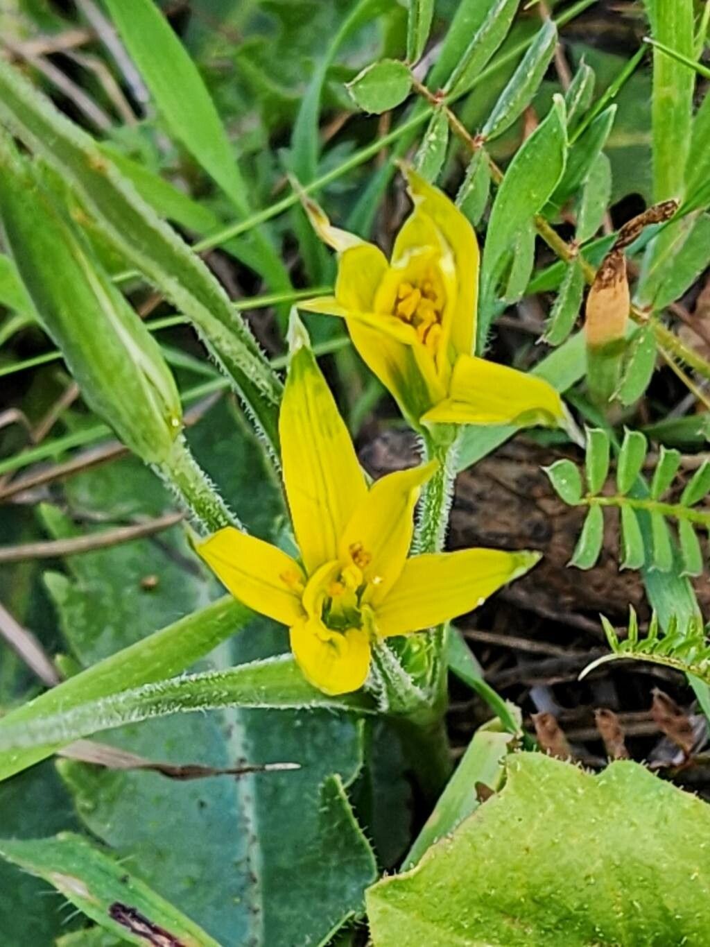 Gagea commutata flower