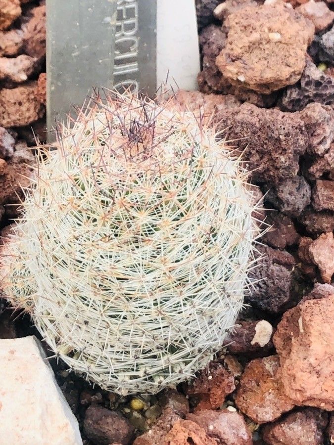 Escobaria tuberculosa — houseplant care guide