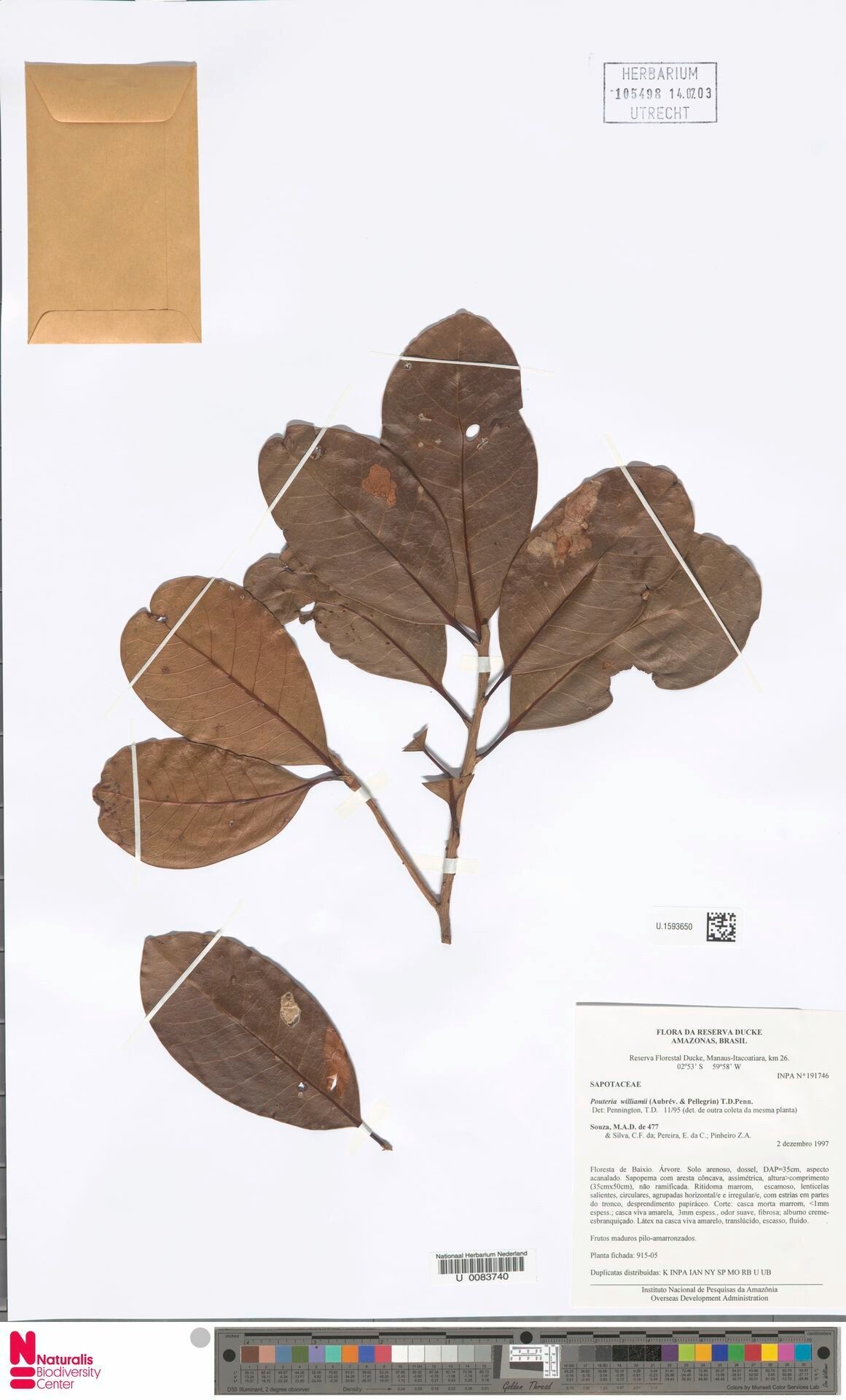 Pouteria williamii leaf