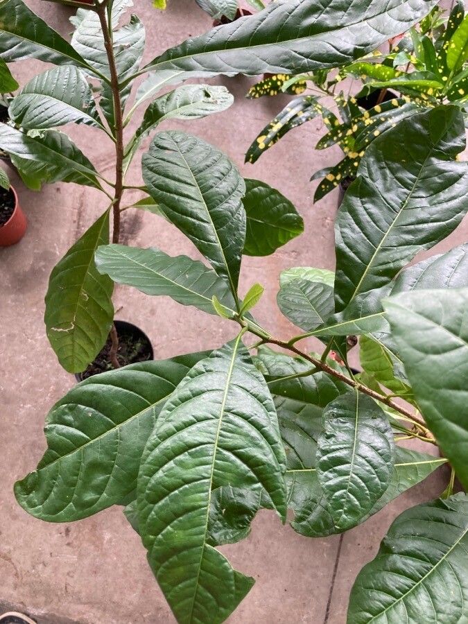 Lophanthera lactescens — houseplant care guide