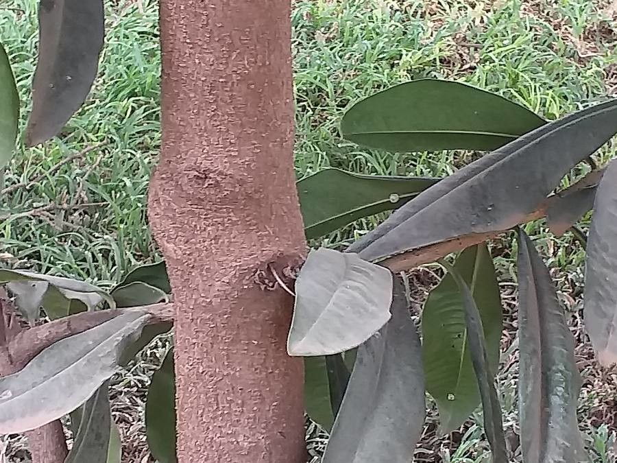 Warburgia ugandensis bark