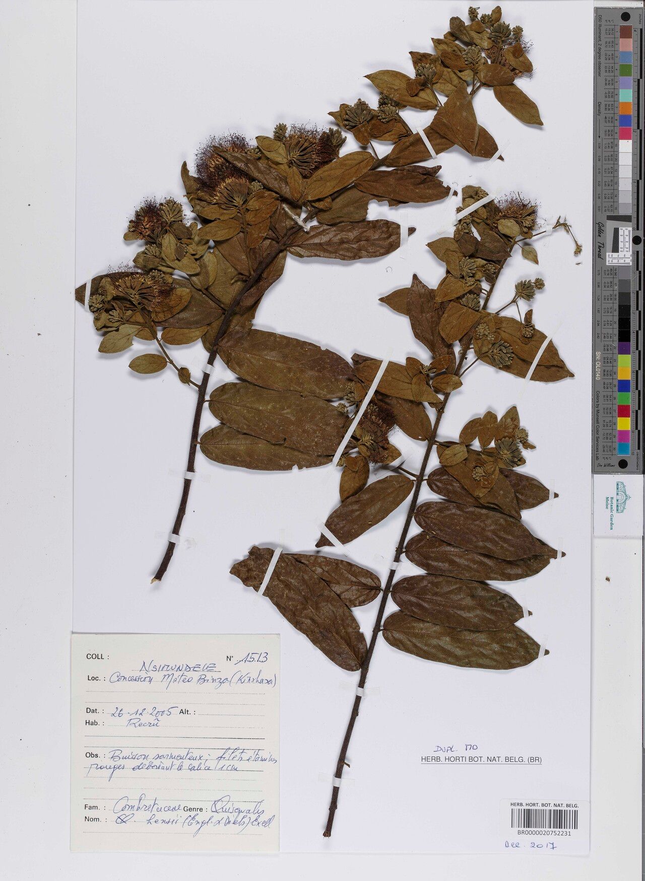 Combretum hensii — houseplant care guide