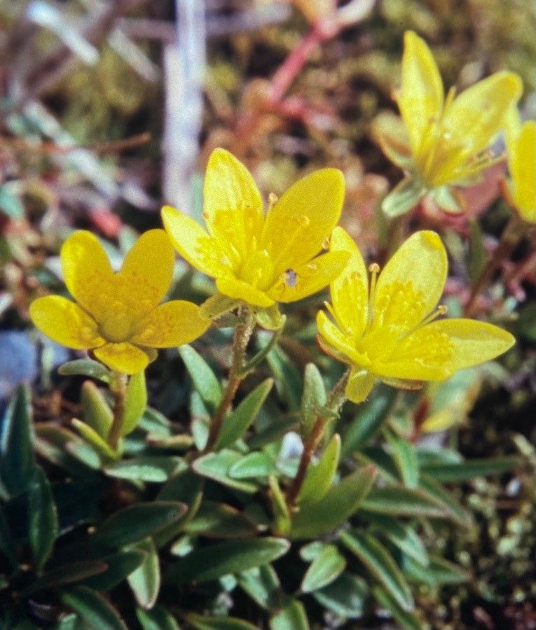 Saxifraga hirculus flower