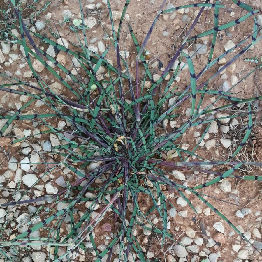 Digitaria ischaemum — search result for 'southern Asia'