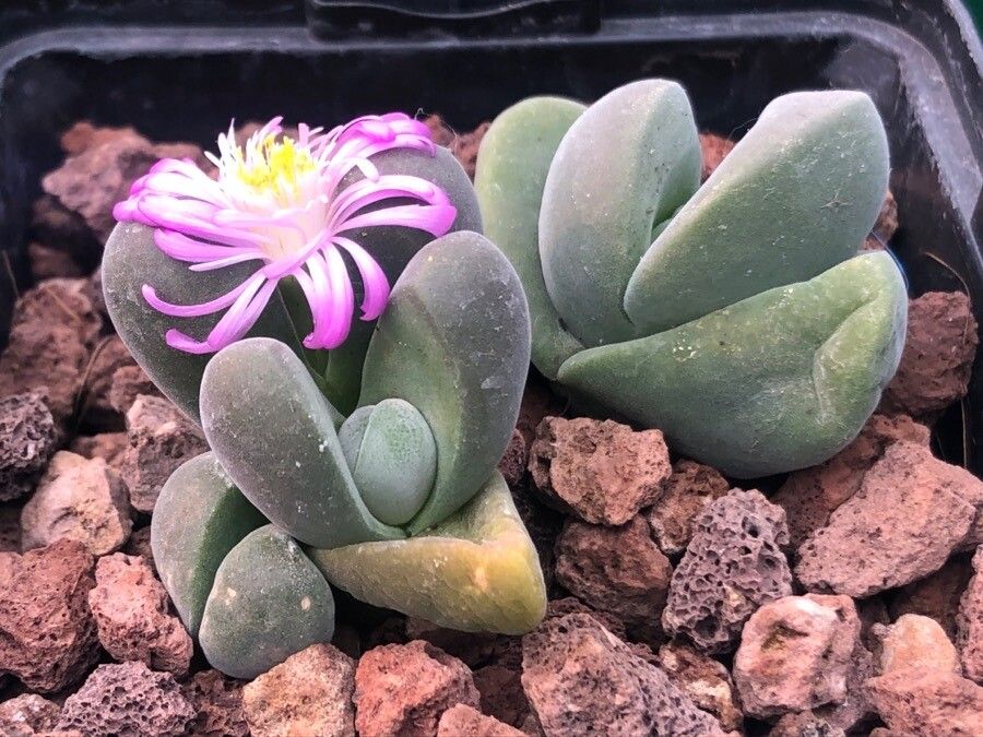 Gibbaeum album — related species from the same genus